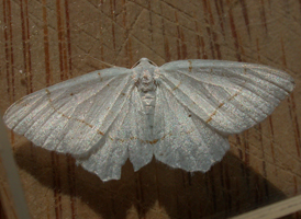 Lesser Maple Spanworm